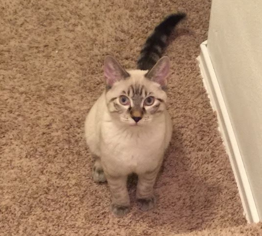 white cat sitting down looking at camera