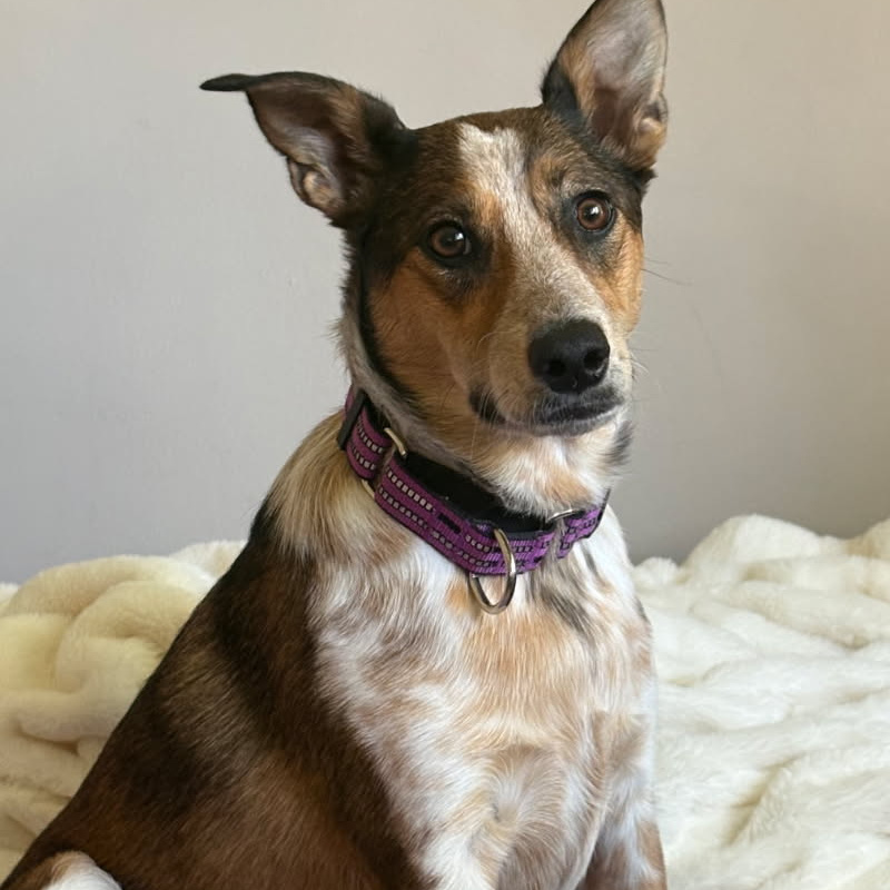 young australian cattle dog sitting on a bed